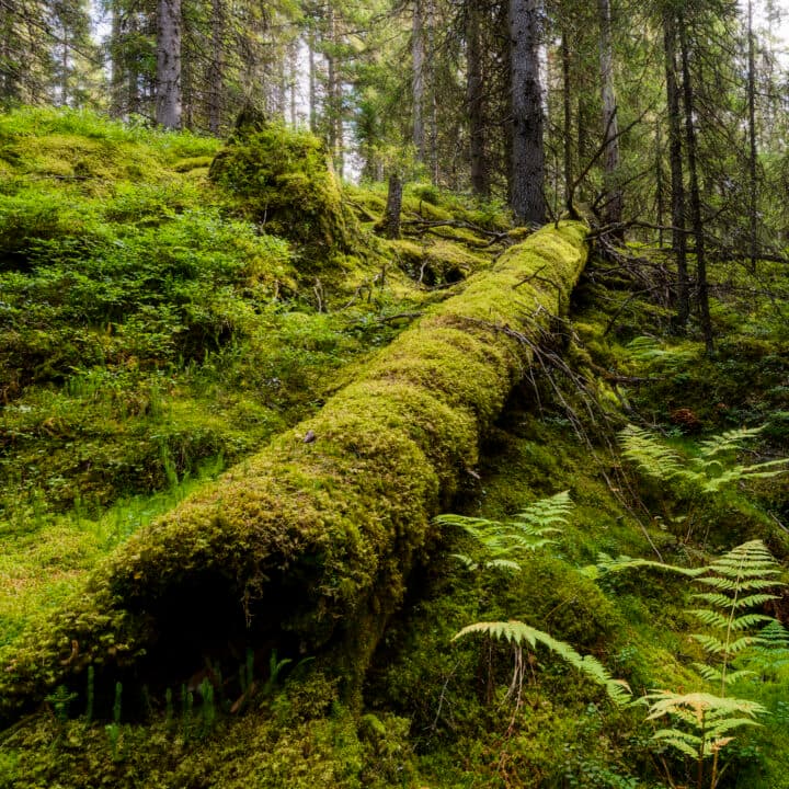 Mossbeklädd trädstam.