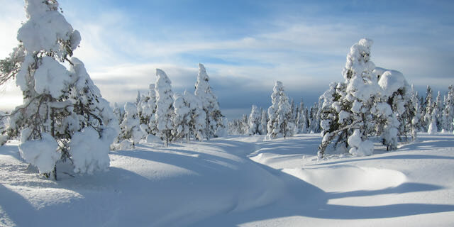Snöigt landskap med snötäckta granar och en blå himmel med lätta moln.